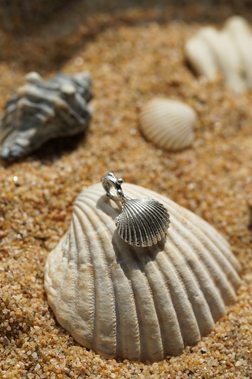 Classic Seashell