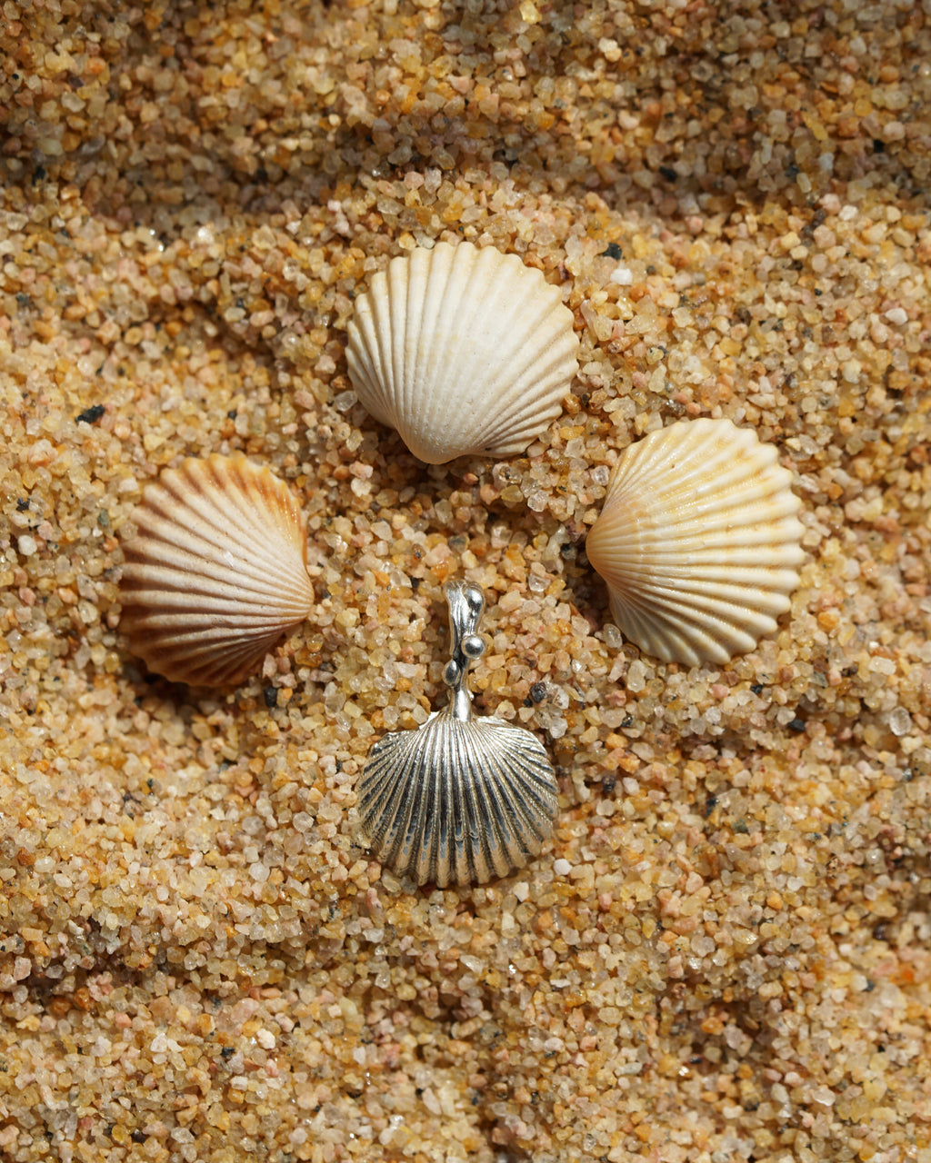 Classic Seashell